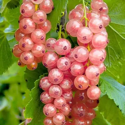 Смородина белая ПРЫГАЖУНЯ (РОЗОВАЯ) в Светлогорске