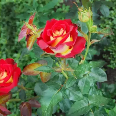 Роза ФРЕНДШИП чайно-гибридная в Светлогорске