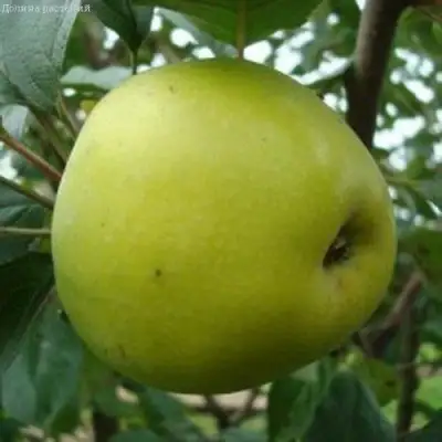 Яблоня КОШТЕЛЯ в Светлогорске