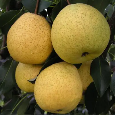 Груша ВЕЛИКАЯ ЛЕТНЯЯ (БОЛЬШАЯ ЛЕТНЯЯ) в Светлогорске