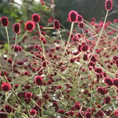 Кровохлебка ЧОКОЛАТ ТИП в Светлогорске