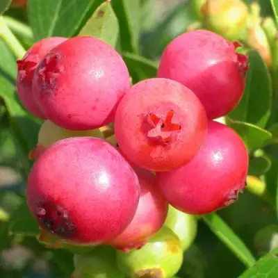 Голубика ПИНК ЛИМОНАД в Светлогорске