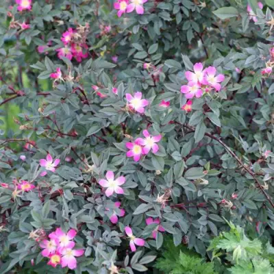 Роза сизая в Светлогорске