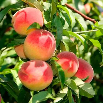 Персик ДИВНЫЙ в Светлогорске