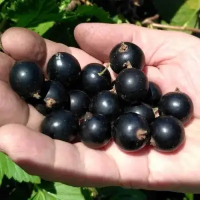 Смородина черная ЧЕРНООКАЯ в Светлогорске