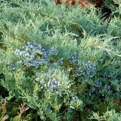Можжевельник ГРЕЙ ОУЛ виргинский  в Светлогорске