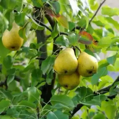 Груша ВИЛИЯ в Светлогорске