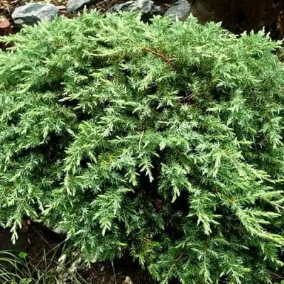 Можжевельник ШЛЯГЕР прибрежный в Светлогорске