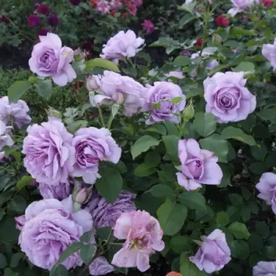 Роза ЛАВ СОНГ флорибунда в Светлогорске