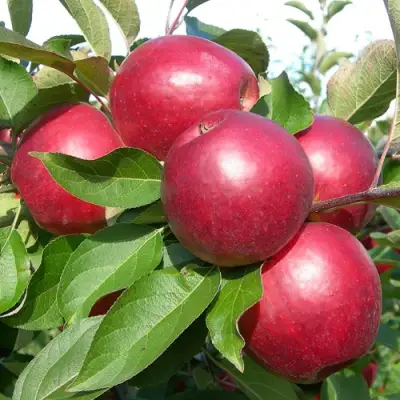 Яблоня КОВАЛЕНКОВСКОЕ в Светлогорске