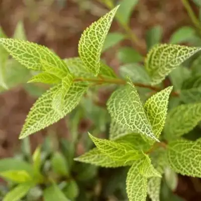 Форзиция КАМСОН промежуточная в Светлогорске