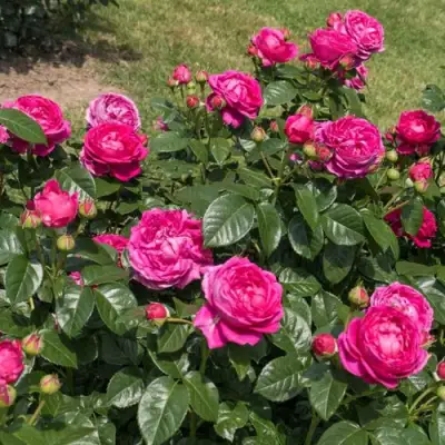 Роза АНУШКА чайно-гибридная в Светлогорске