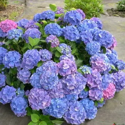 Гортензия БОДЕНСИ крупнолистная в Светлогорске