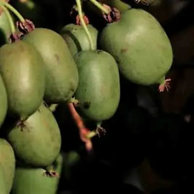 Актинидия РОГОВ аргута в Светлогорске