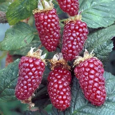 Ежемалина ТАЙБЕРРИ в Светлогорске