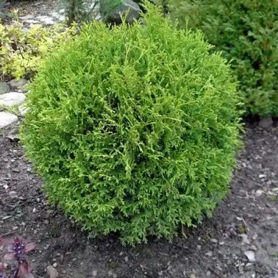 Туя ХОЗЕРИ западная в Светлогорске