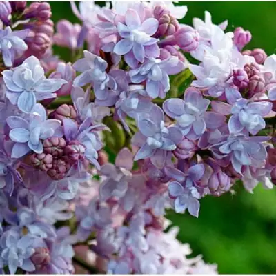 Сирень ПАМЯТЬ О ВАВИЛОВЕ в Светлогорске