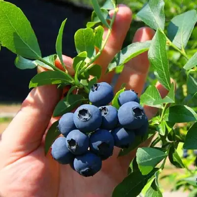 Голубика НОРТ КАНТРИ в Светлогорске