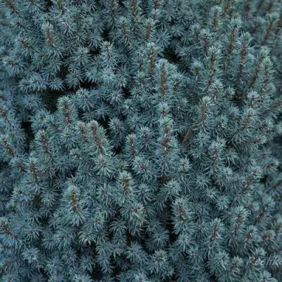 Ель САНДЕРС БЛЮ канадская в Светлогорске