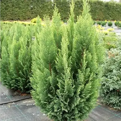 Кипарисовик ЭЛВУДИ ЭМПАЙР лавсона в Светлогорске