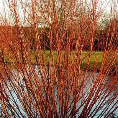 Ива ВИТЕЛЛИНА белая  в Светлогорске