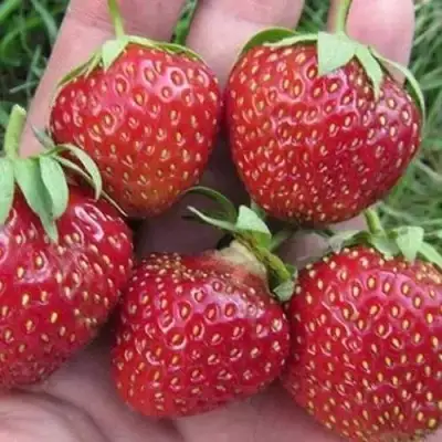 Клубника ВИМА ЗАНТА в Светлогорске