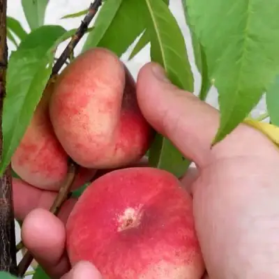 Персик САТУРН ИНЖИРНЫЙ в Светлогорске