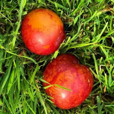 Шарафуга НЕКТАРИННАЯ в Светлогорске