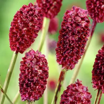 Кровохлебка ТАННА лекарственная в Светлогорске