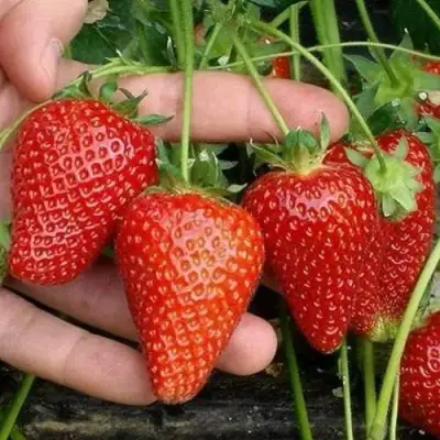 Клубника АЛЬБА в Светлогорске