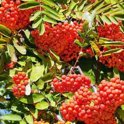 Рябина СОРБИНКА сладкоплодная в Светлогорске