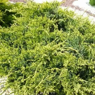 Можжевельник ГОЛД СТАР средний в Светлогорске