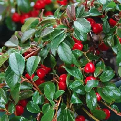 Кизильник Даммера в Светлогорске