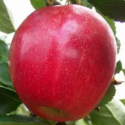 Яблоня ГАЛА МАСТ в Светлогорске