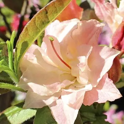 Азалия КЭННОНС ДАБЛ листопадная в Светлогорске