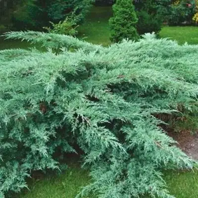 Можжевельник ГРЕЙ ОУЛ виргинский  в Светлогорске