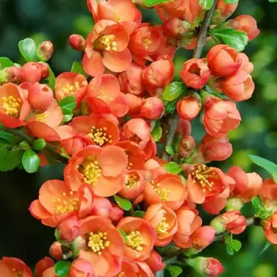 Айва ОРАНЖ ТРЕЙЛ в Светлогорске