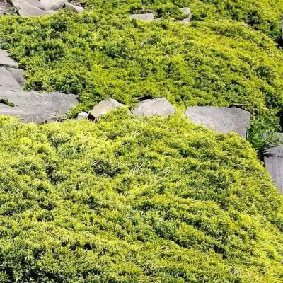 Можжевельник ГОЛДЕН КАРПЕТ горизонтальный  в Светлогорске