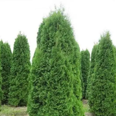 Туя КОЛУМНА западная в Светлогорске