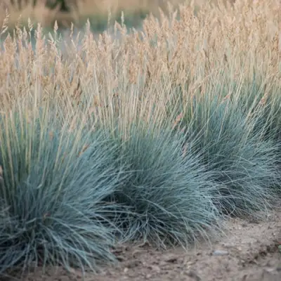 Овсяница АЙСФОГЕЛЬ сизая в Светлогорске