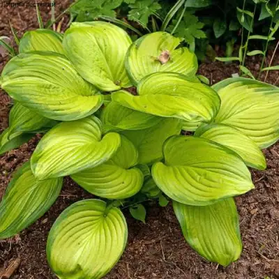 Хоста СТЕЙНД ГЛАСС гибридная в Светлогорске