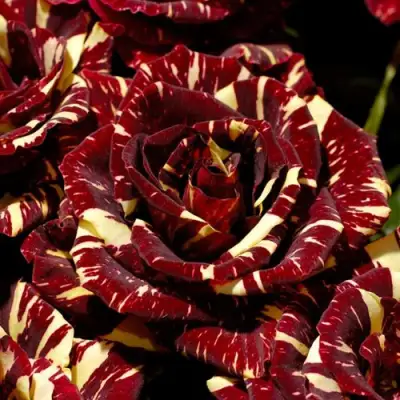 Роза АБРАКАДАБРА чайно-гибридная в Светлогорске