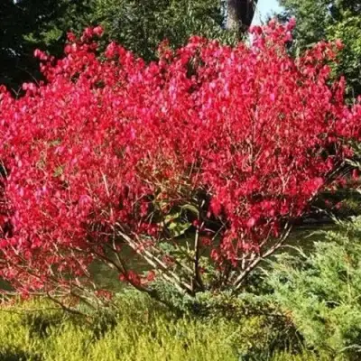 Бересклет ЕВРОПЕЙСКИЙ в Светлогорске