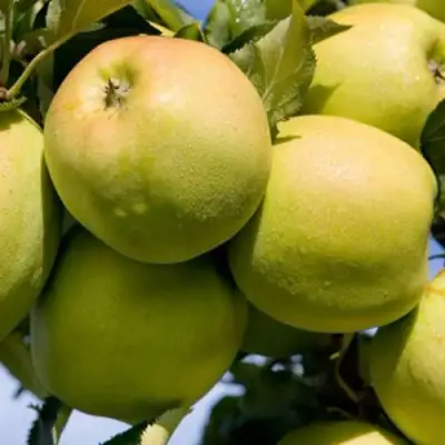 Яблоня МУТСУ в Светлогорске