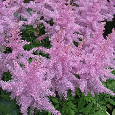 Астильба ГИАЦИНТ Арендса в Светлогорске