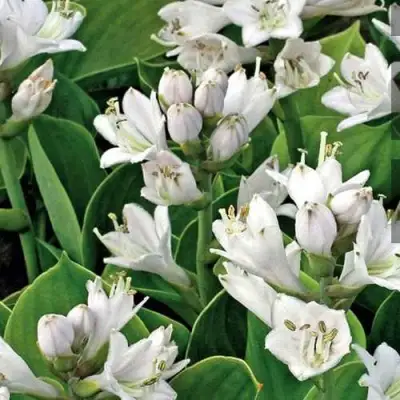 Хоста МОНСТЕР ИРЗ гибридная в Светлогорске