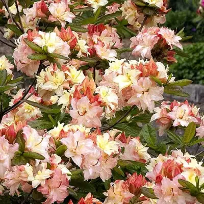 Азалия КЭННОНС ДАБЛ листопадная в Светлогорске