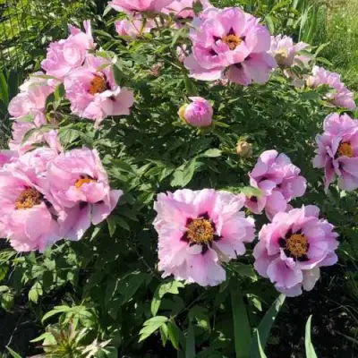 Пион РОЗОВАЯ РЕКА древовидный в Светлогорске