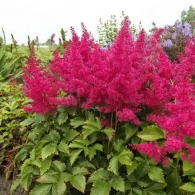 Астильба САННИ ДЕЙ гибридная в Светлогорске