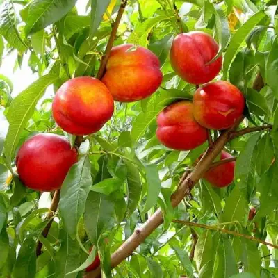 Нектарин ХАРБЛЕЙЗ в Светлогорске